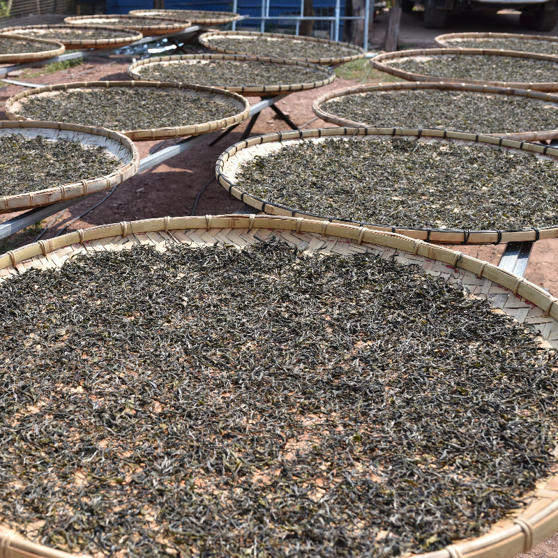 2024 Yiwu - Jin Chang He (Farmer Series) Puerh