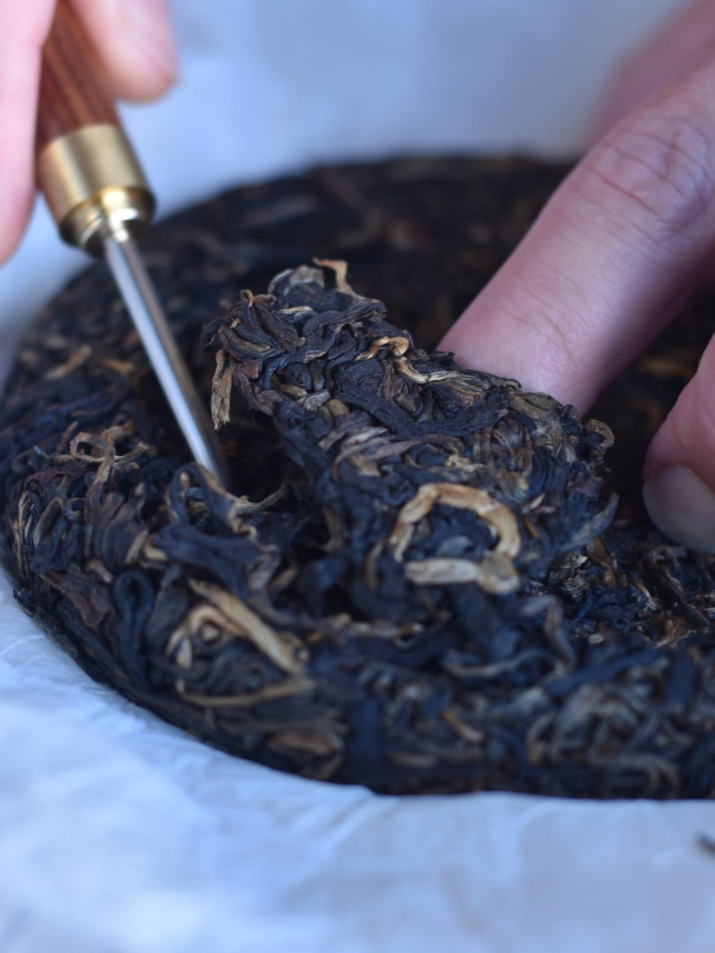 2023 Ban Pen Gushu Black Tea