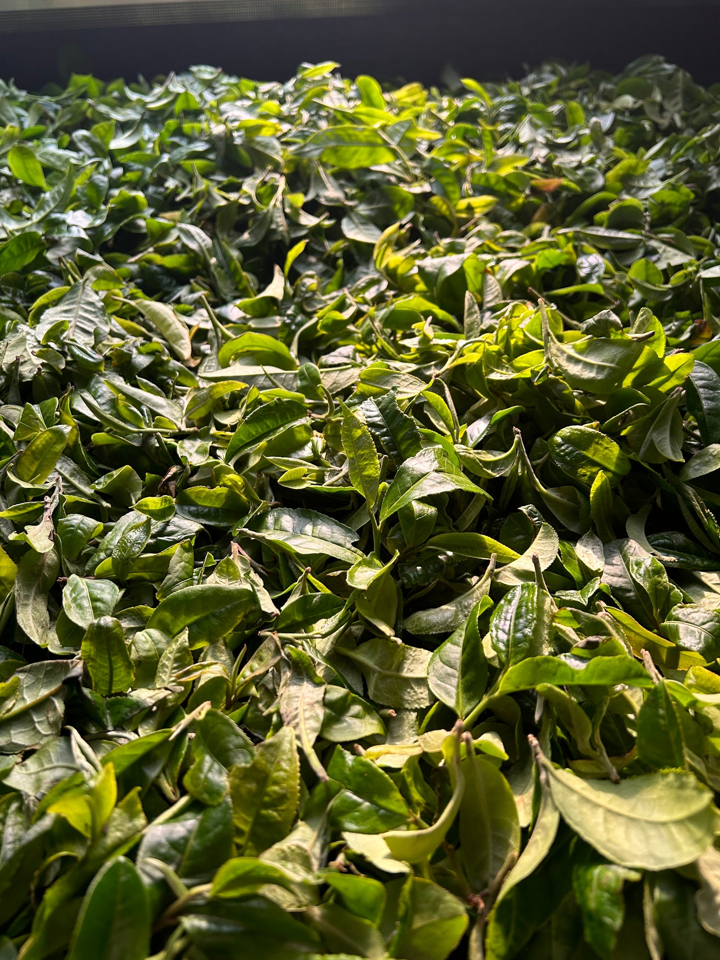 2024 Spring Luoshuidong Tall Pole Maocha