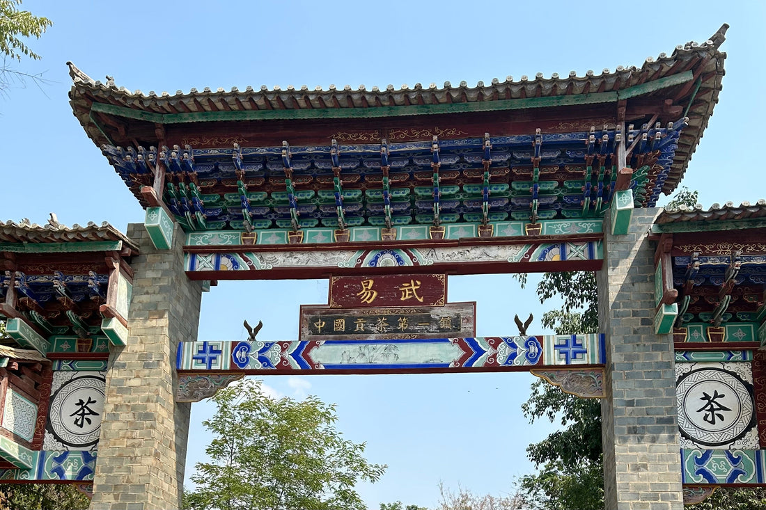 Taste of Puerh 1: Ultimate Guide to Yiwu Terroir