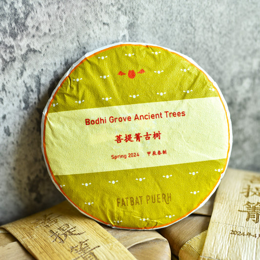 2024 Bodhi Grove Ancient Trees Puerh