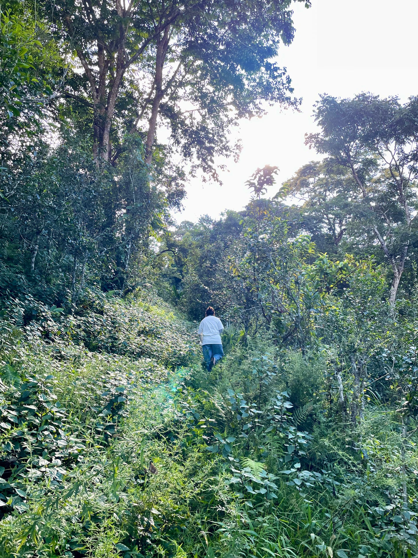 2023 Autumn Gaoshan Gushu Loose Maocha