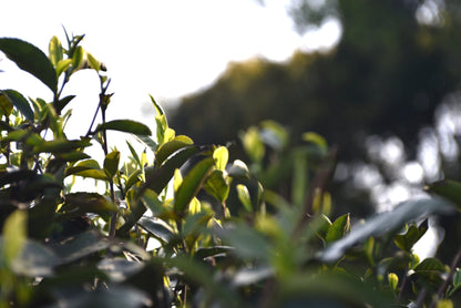 Dragon Well 2026 Long Jing Green Tea [Pre-Order]