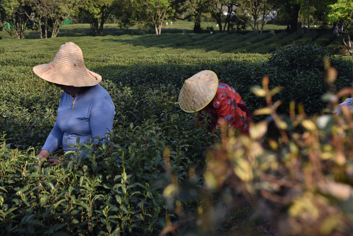 Dragon Well 2026 Long Jing Green Tea [Pre-Order]