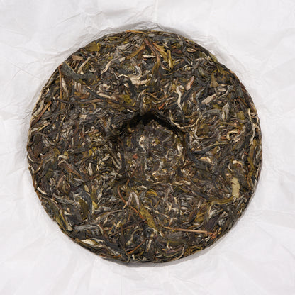 2026 Bull's Head Ridge Gushu Puerh
