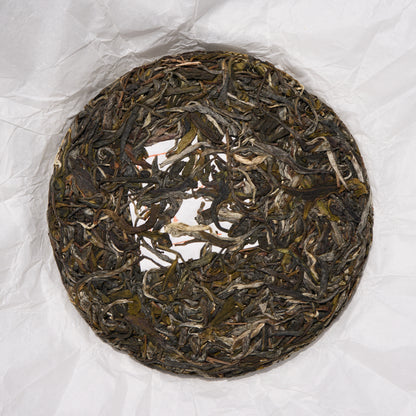 2026 Bull's Head Ridge Gushu Puerh