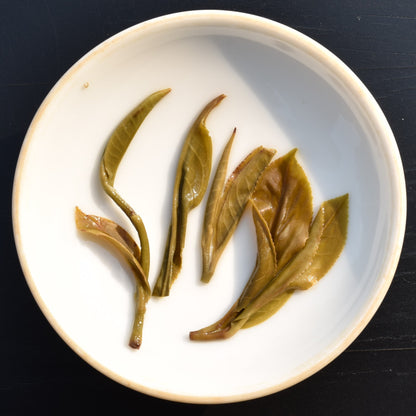 2026 Bull's Head Ridge Gushu Puerh