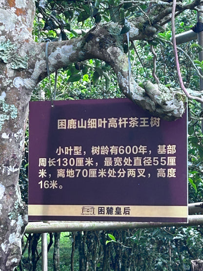 2023 Kunlu Shan Imperial Tribute Tea