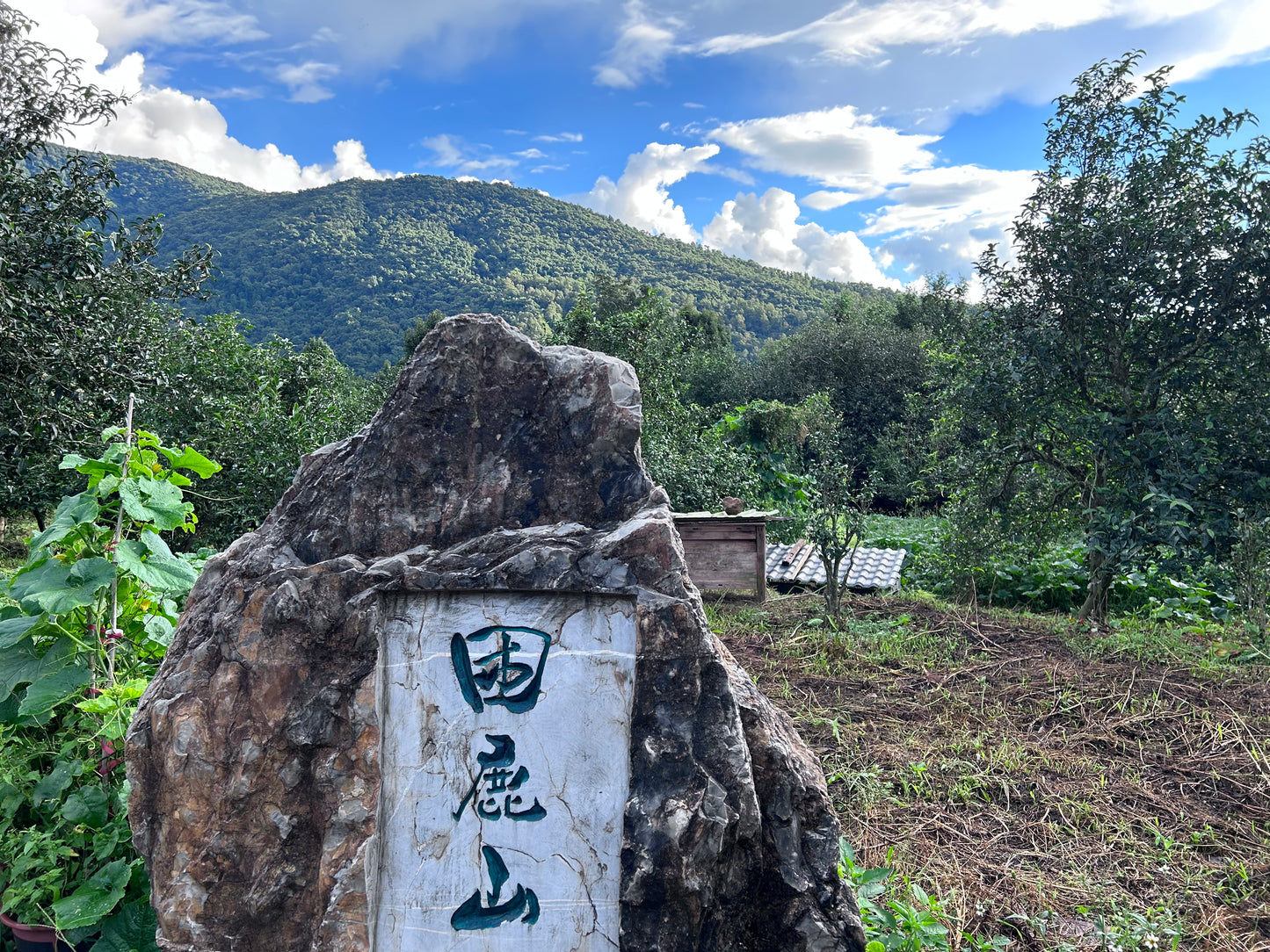2023 Kunlu Shan Imperial Tribute Tea