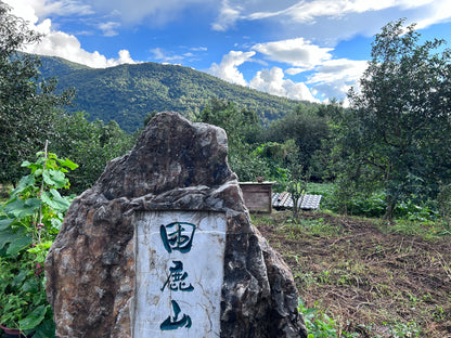 2023 Kunlu Shan Imperial Tribute Tea