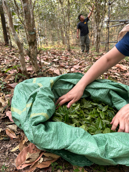 2024 Mang Zhi (Farmer Series) Puerh