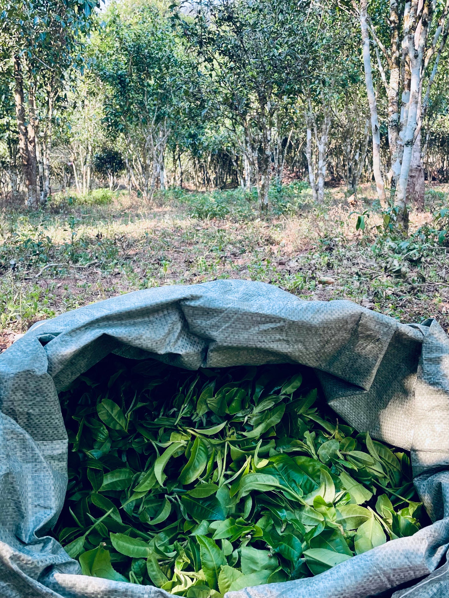 2023 Kunlu Shan Imperial Tribute Tea